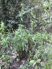 Baccharis punctulata