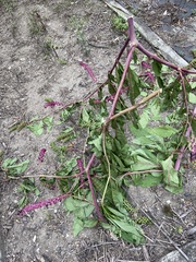 Phytolacca americana