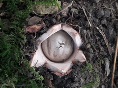 Geastrum rufescens