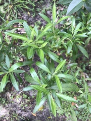 Baccharis punctulata
