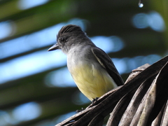 Myiarchus ferox