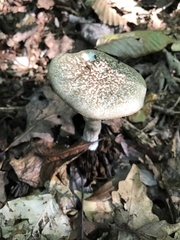 Leccinellum albellum