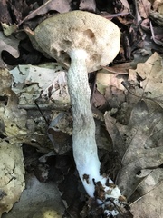 Leccinellum albellum