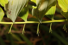 Polygonatum × hybridum