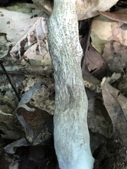 Leccinellum albellum