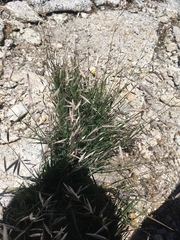 Melica stricta