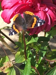 Vanessa atalanta