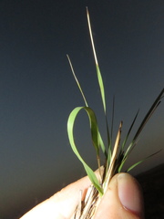 Eragrostis gummiflua