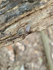 Oniscus asellus