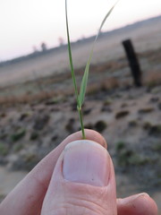 Eragrostis gummiflua