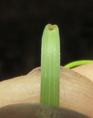 Eragrostis gummiflua