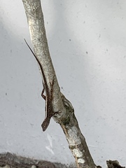 Anolis sagrei