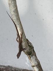 Anolis sagrei