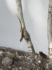 Anolis sagrei
