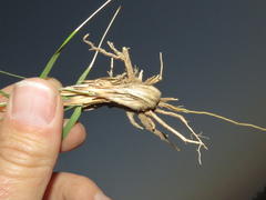 Eragrostis gummiflua