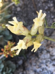 Astragalus bolanderi