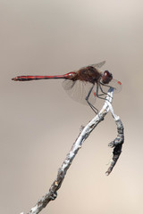 Sympetrum costiferum