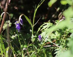 Aconitum degenii