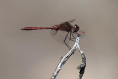 Sympetrum costiferum