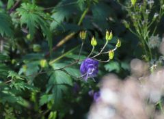 Aconitum degenii