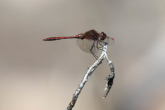 Sympetrum costiferum