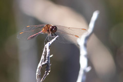Sympetrum costiferum