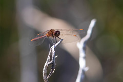 Sympetrum costiferum
