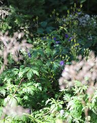 Aconitum degenii