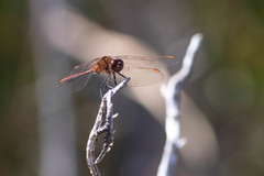 Sympetrum costiferum