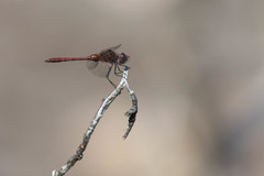 Sympetrum costiferum