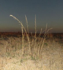 Eragrostis gummiflua