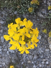 Erysimum perenne