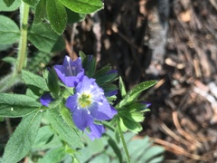 Polemonium californicum