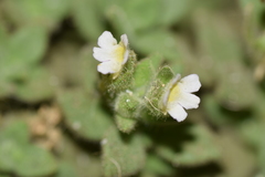 Chaenorhinum