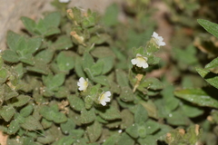 Chaenorhinum