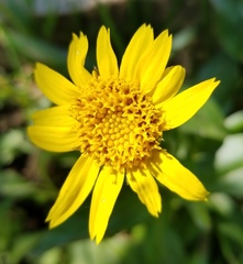 Arnica longifolia