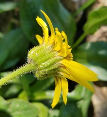 Arnica longifolia