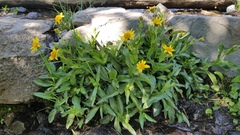 Arnica longifolia