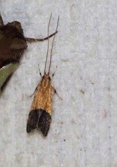 Crocanthes micradelpha