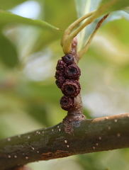 Kokkocynips difficilis