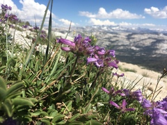 Penstemon heterodoxus