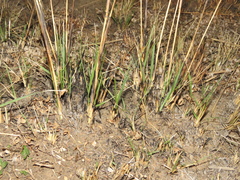 Eragrostis gummiflua