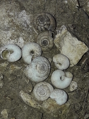 Backeljaia gigaxii