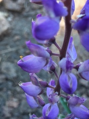 Lupinus albicaulis