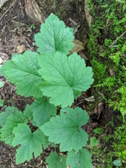 Tiarella stolonifera