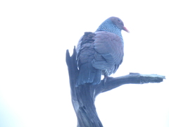 Patagioenas speciosa