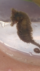 Hippocampus zosterae