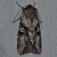 Achatia distincta