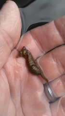 Hippocampus zosterae