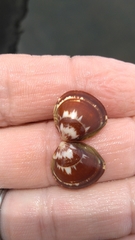 Laevicardium mortoni